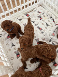(TomKingsKennel)— Poodle puppies original for sale from Philadelphia