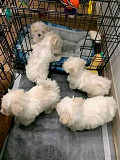 (TomKingsKennel)— Poodle puppies original for sale from Philadelphia