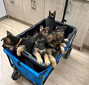 (TomKingsKennel)—Sloped-back German shepherd from Charlottetown