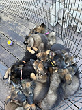 (TomKingsKennel)—Sloped-back German shepherd from Charlottetown