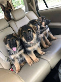 (TomKingsKennel)—Sloped-back German shepherd from Charlottetown