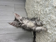 (Tomkingskennel)—Original MANX cat kitten for sale from Indianapolis