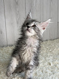 (Tomkingskennel)—Original MANX cat kitten for sale from Indianapolis