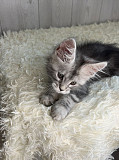 (Tomkingskennel)—Original MANX cat kitten for sale from Indianapolis