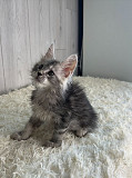 (Tomkingskennel)—Original MANX cat kitten for sale from Indianapolis