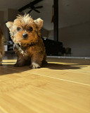 STANDARD YORKIE PUPPIES from Charlottetown