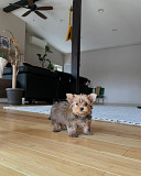 STANDARD YORKIE PUPPIES from Charlottetown