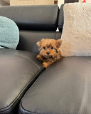STANDARD YORKIE PUPPIES from Charlottetown