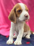 Beagle Samal
