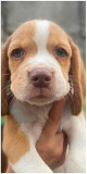 Beagle Samal