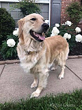 Golden Retriever Puppies Nashville: Always Ready To Play Nashville