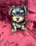 STANDARD TEACUP YORKIES PUPPIES from Saint Paul