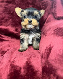 STANDARD TEACUP YORKIES PUPPIES from Saint Paul