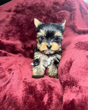 STANDARD TEACUP YORKIES PUPPIES from Saint Paul