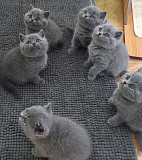 (TomKingsKennel)—Korat Cat Kitten is available from Springdale