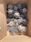(TomKingsKennel)—Korat Cat Kitten is available from Springdale