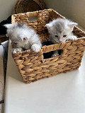 (TomKingsKennel)—Korat Cat Kitten is available from Springdale