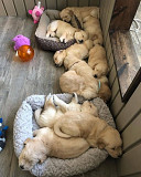 (TomKingsKennel)—Golden-retriever puppies ORIGINAL from Delaware