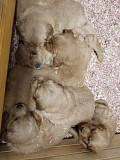 (TomKingsKennel)—Golden-retriever puppies ORIGINAL from Delaware