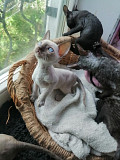 (Tomkingskennel)—Cornish-rex kittens  from East Los Angeles