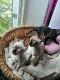 (Tomkingskennel)—Cornish-rex kittens  from East Los Angeles
