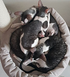 (Tomkingskennel)—Cornish-rex kittens  from East Los Angeles