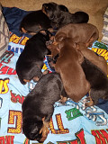 (TomKingsKennel)—Doberman-Original pupps from Hartford
