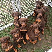(TomKingsKennel)—Doberman-Original pupps from Hartford