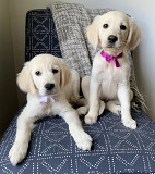 Golden Retriever Puppies for Sale Near Tennessee: The Furry Companion Nashville