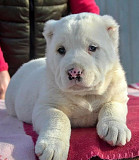 (Tomkingskennel)- Alabai original breed puppies from Indian Trail