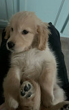 (Tomkingskennel)- Alabai original breed puppies from Indian Trail