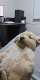 (Tomkingskennel)- Alabai original breed puppies from Indian Trail