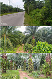 Jual Tanah Sepang
