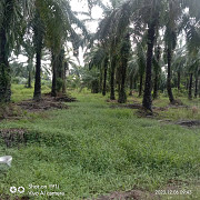 Land for Sale Sepang