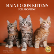 Maine Coon Kittens for Adoption: Take Home a Healthy & Friendly Pet Wisconsin Rapids