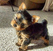 ARE YOU LOOKING FOR TEACUP YORKIE PUPPY? from Salem