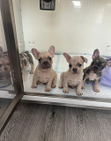 French Bulldog Puppies – 3 Females & 2 Males – 7 Weeks Old from Victoria