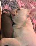 French Bulldog Puppies – 3 Females & 2 Males – 7 Weeks Old from Victoria