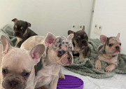 French Bulldog Puppies – 3 Females & 2 Males – 7 Weeks Old from Victoria