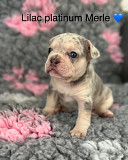 French Bulldog Puppies – 3 Females & 2 Males – 7 Weeks Old from Victoria