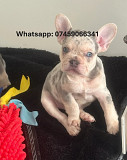 French Bulldog Puppies – 3 Females & 2 Males – 7 Weeks Old from Victoria