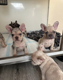 French Bulldog Puppies – 3 Females & 2 Males – 7 Weeks Old from Victoria