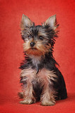 GET YOUR TOP QUALITY TEACUP YORKIE PUPPIES HERE!!! from Lansing