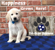 Golden Retriever Puppies Near Tennessee: Your Ideal Friend at TriStar Goldens Nashville