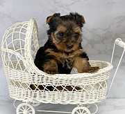 BOTH MALE AND FEMALE TEACUP YORKIE PUPPIES {teacupyorkiepuppiescenter.shop} from Concord