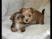 BEAUTIFUL YORKIES PUPPIES READY FOR ADOPTION from Trenton