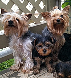 AFFORDABLE TEACUP YORKIE PUPPIES from Harrisburg