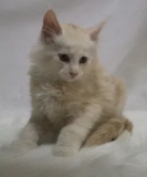 Maine Coon Kittens in Minnesota: Healthy & Home Raised Kittens Milton