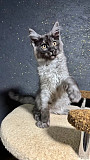 Maine Coon Kittens in Minnesota: Healthy & Home Raised Kittens Milton