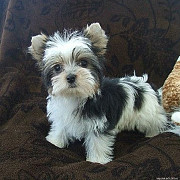 PARTI YORKIES FOR ADOPTION from Madison